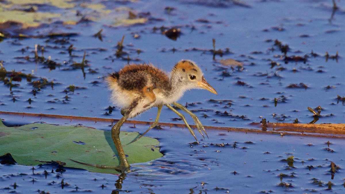 トサカレンカク - ML645978019