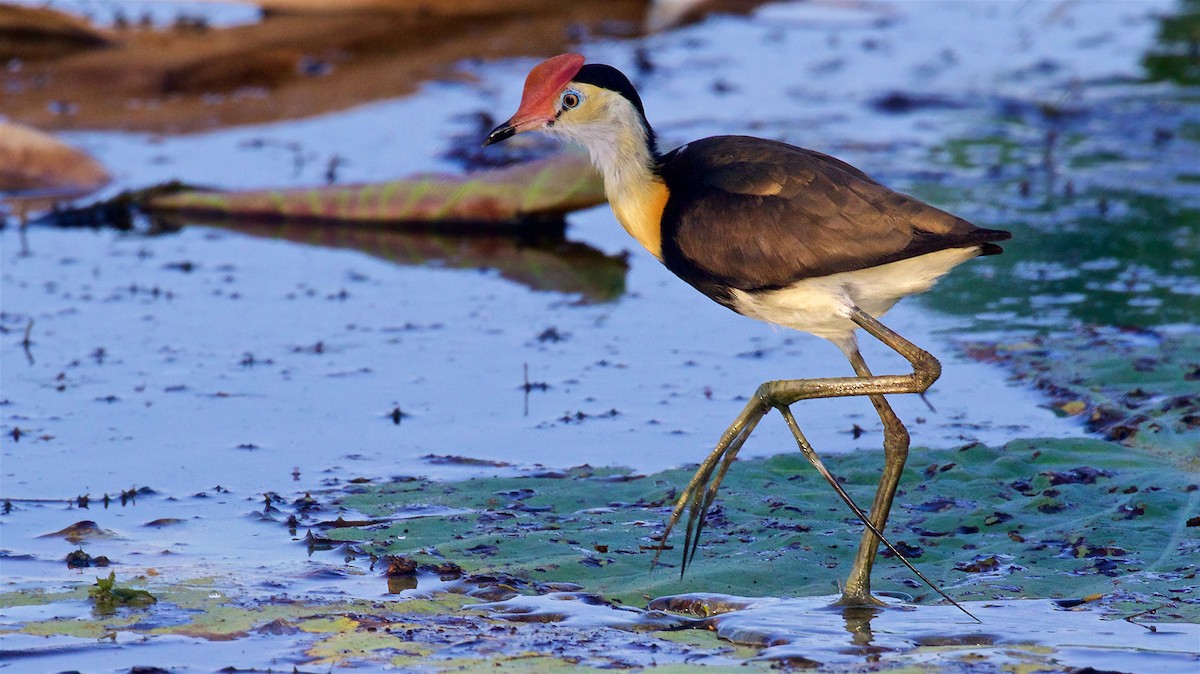 トサカレンカク - ML645978020