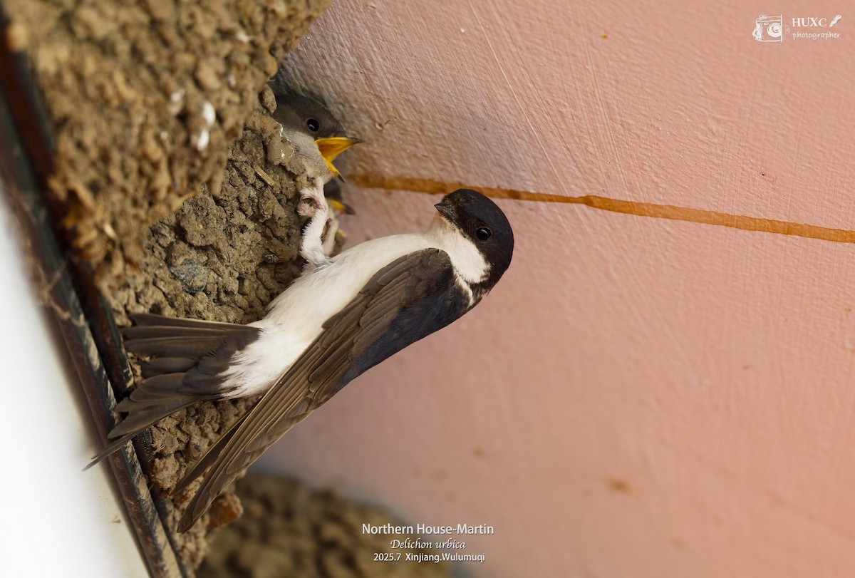 ニシイワツバメ（urbicum／meridionale） - ML645978023