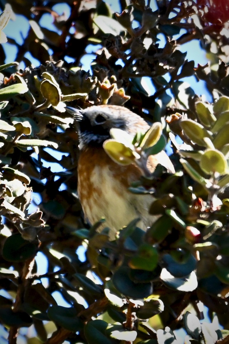 Hawaii Elepaio - ML645978025