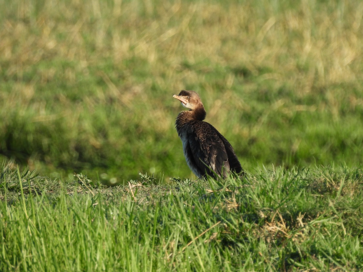 Riedscharbe - ML645978026