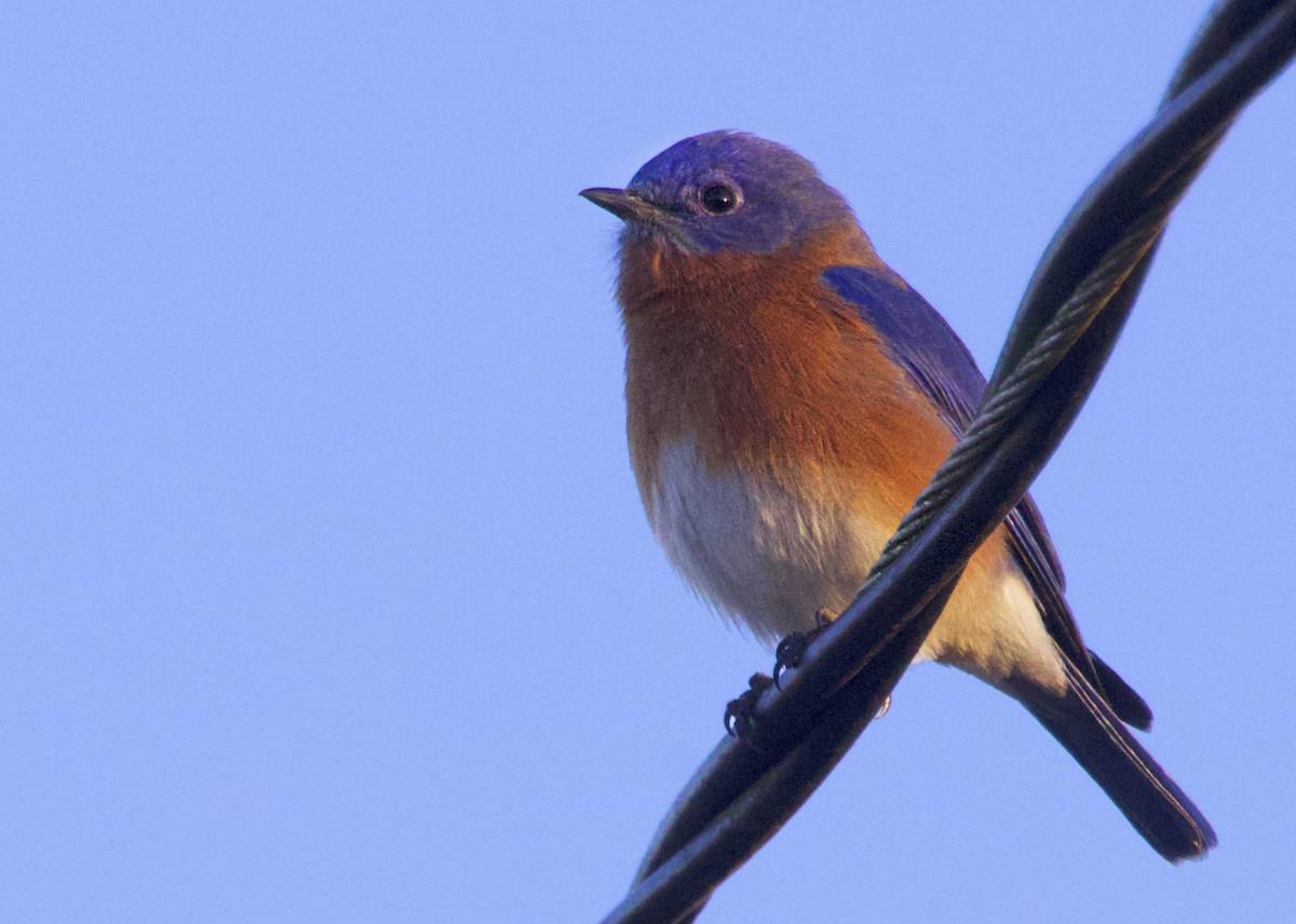 Eastern Bluebird - ML645978030