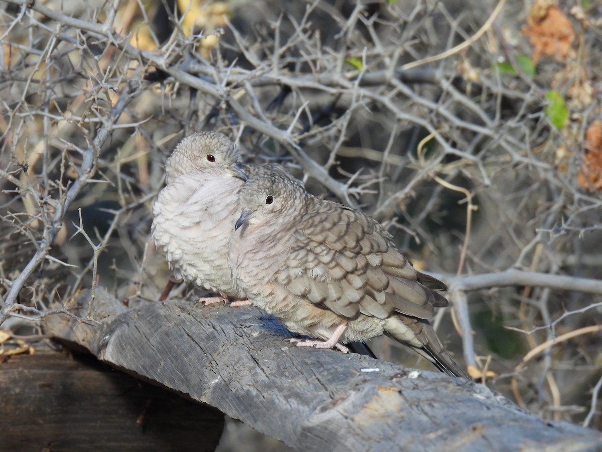 Inca Dove - ML645978031