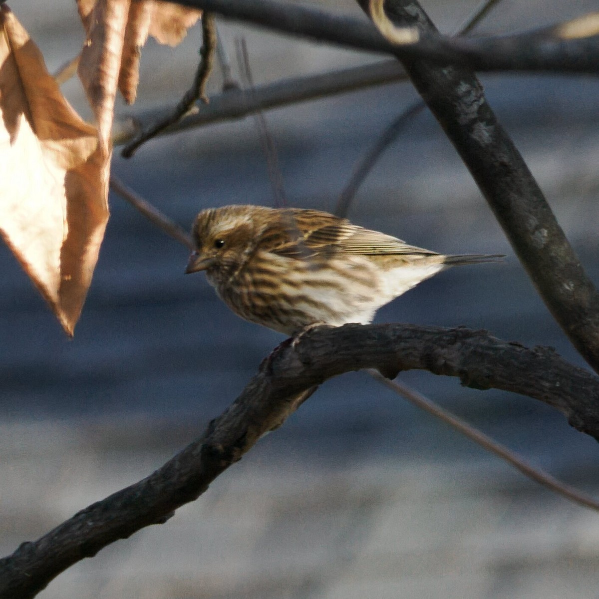 ムラサキマシコ - ML645978032