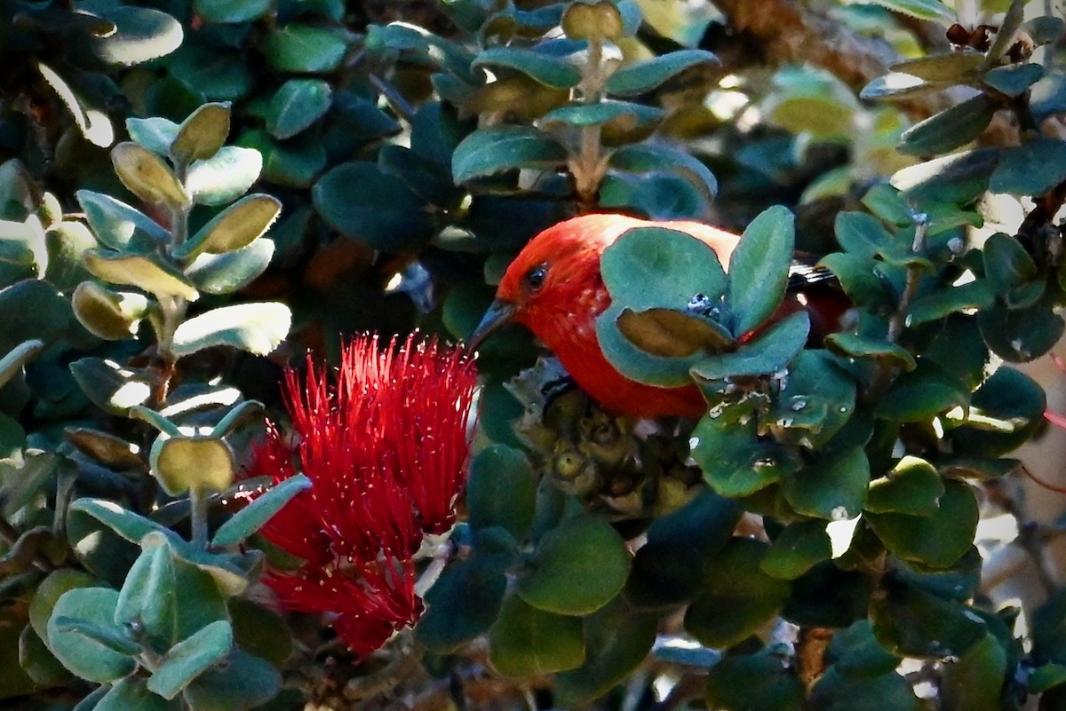 šatovník karmínový - ML645978033