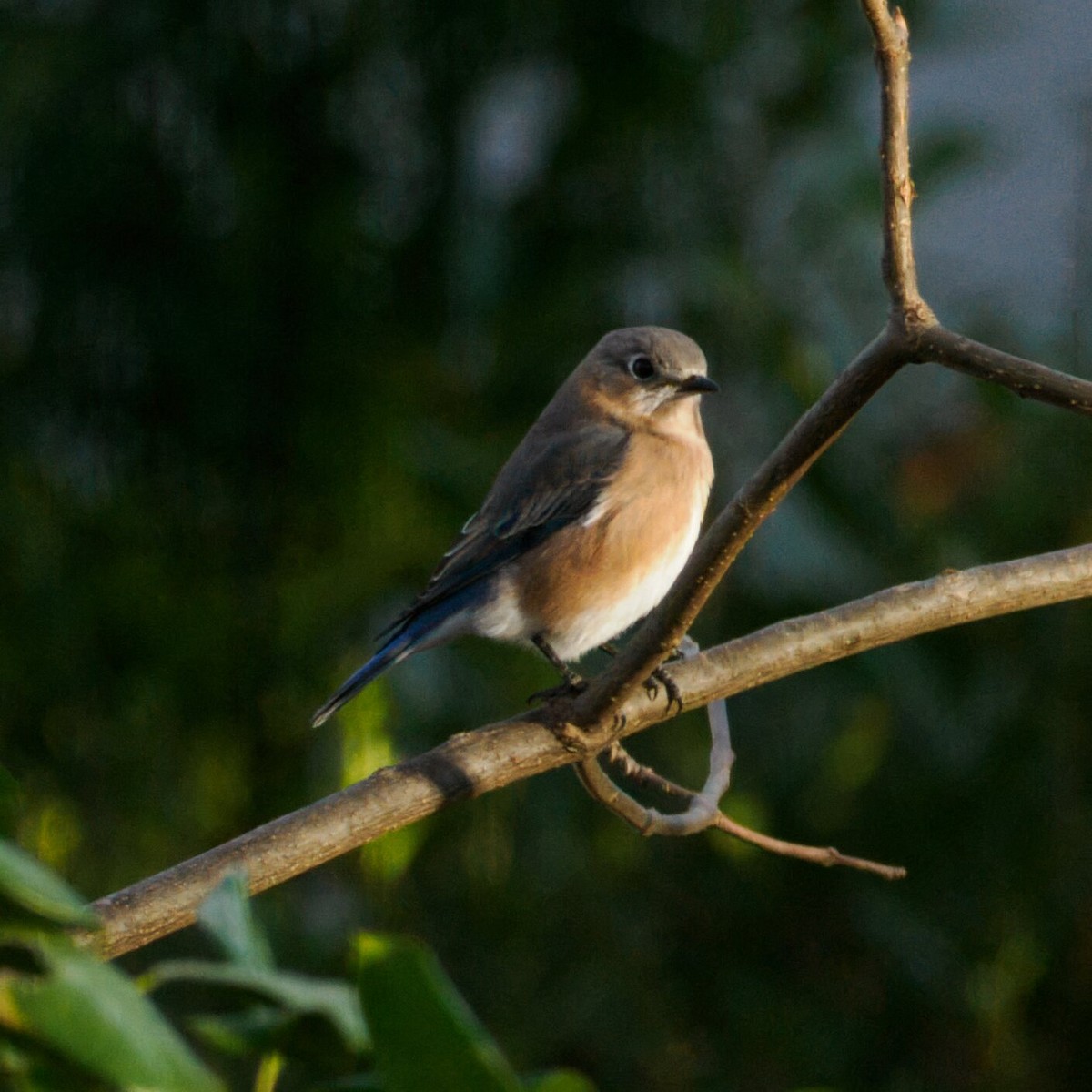 ルリツグミ - ML645978034