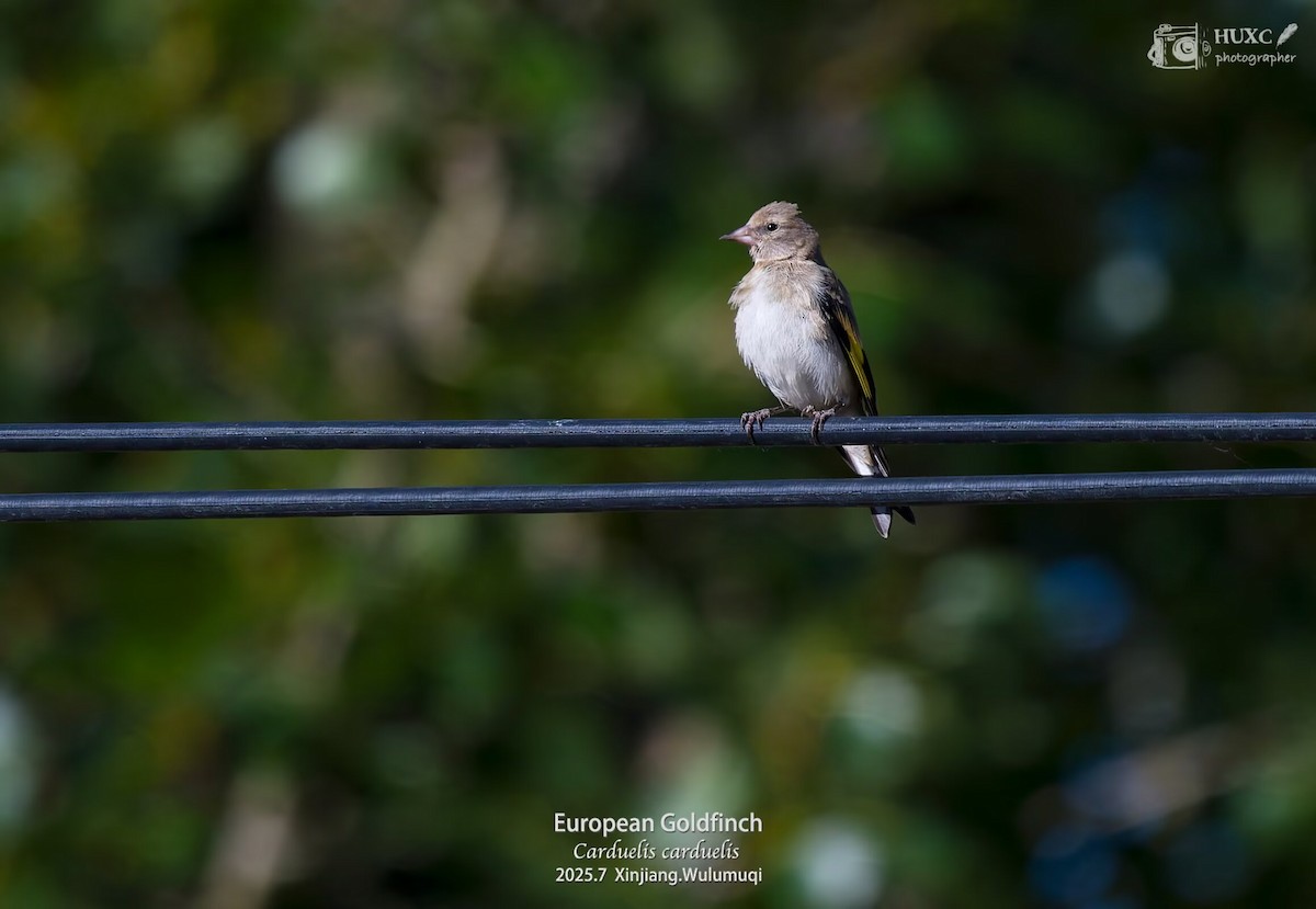 Jilguero Oriental - ML645978035