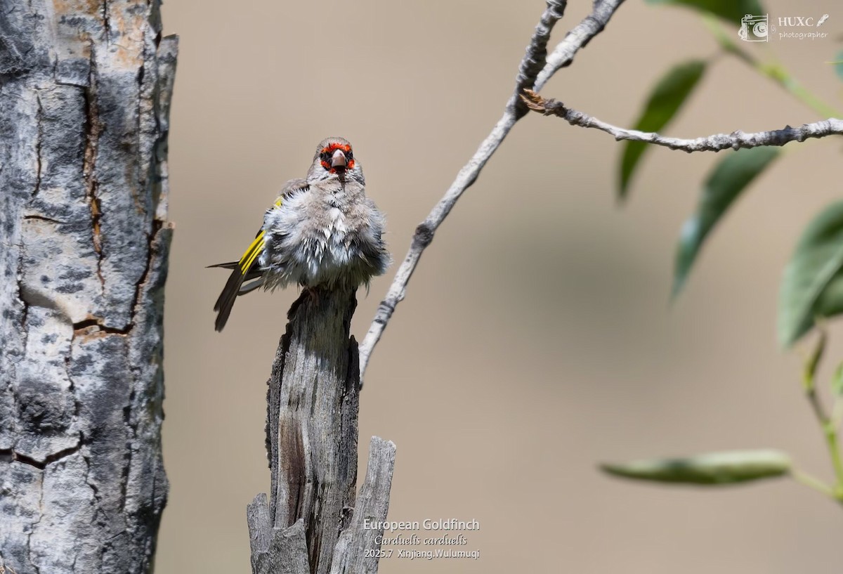 Jilguero Oriental - ML645978036