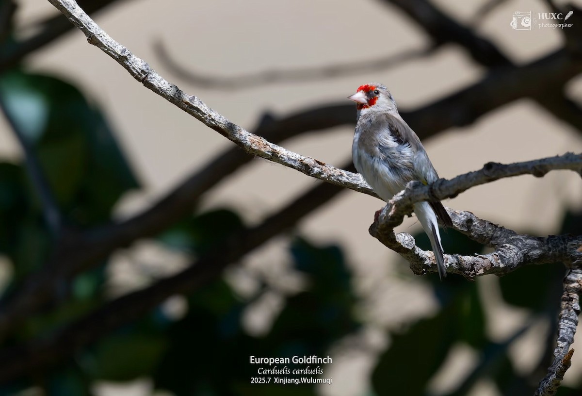 Jilguero Oriental - ML645978037