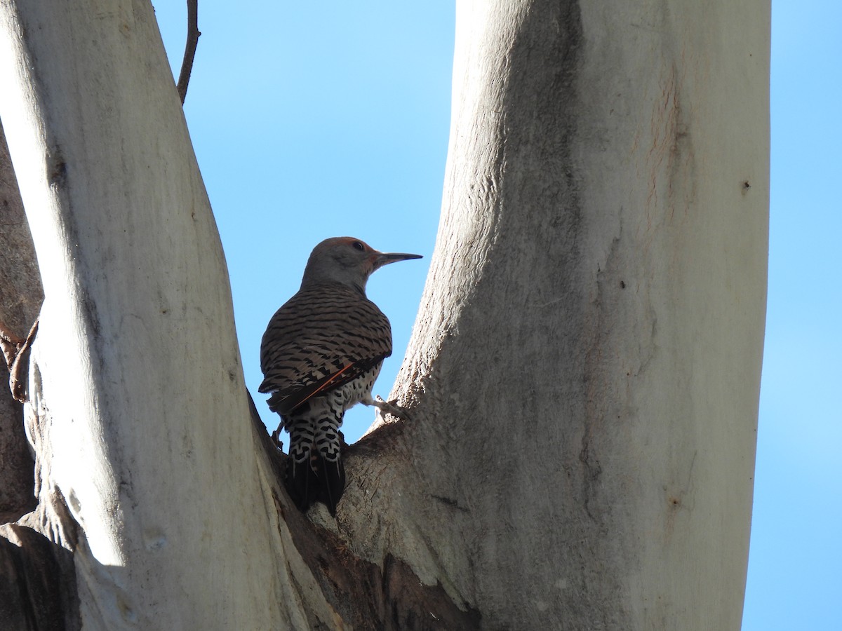 Northern Flicker - ML645978038