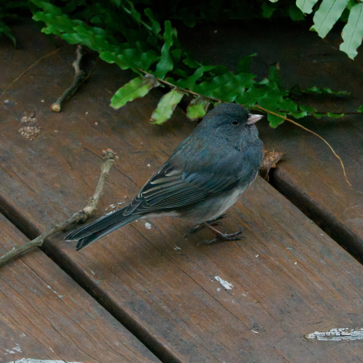 ユキヒメドリ - ML645978040