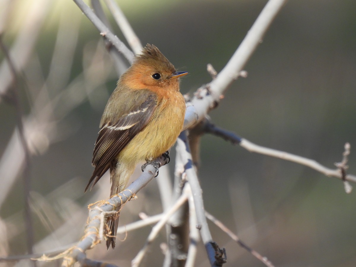Tufted Flycatcher - ML645978041
