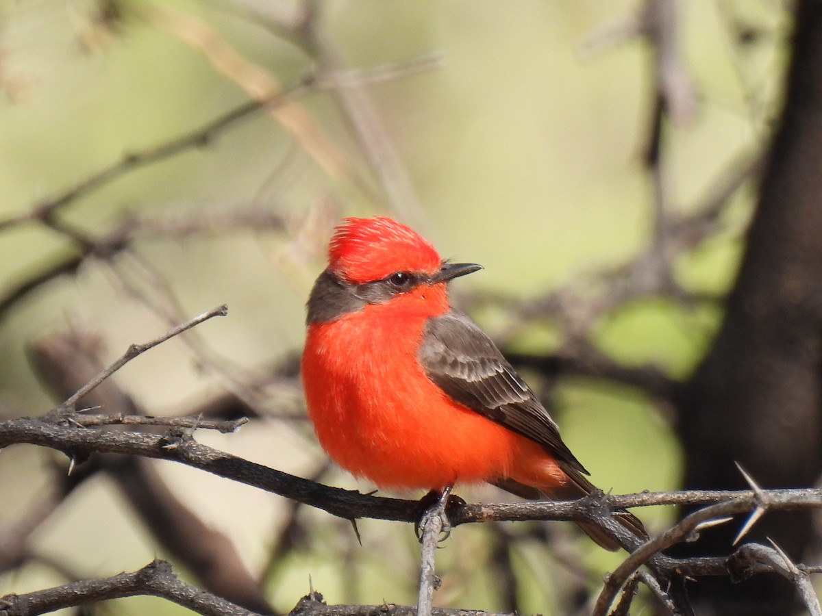Vermilion Flycatcher - ML645978043