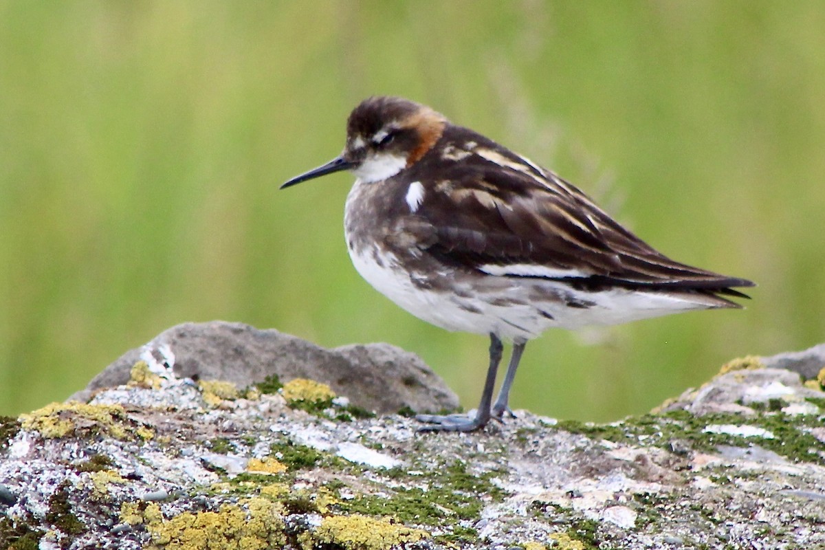 Red-necked Phalarope - ML645978047