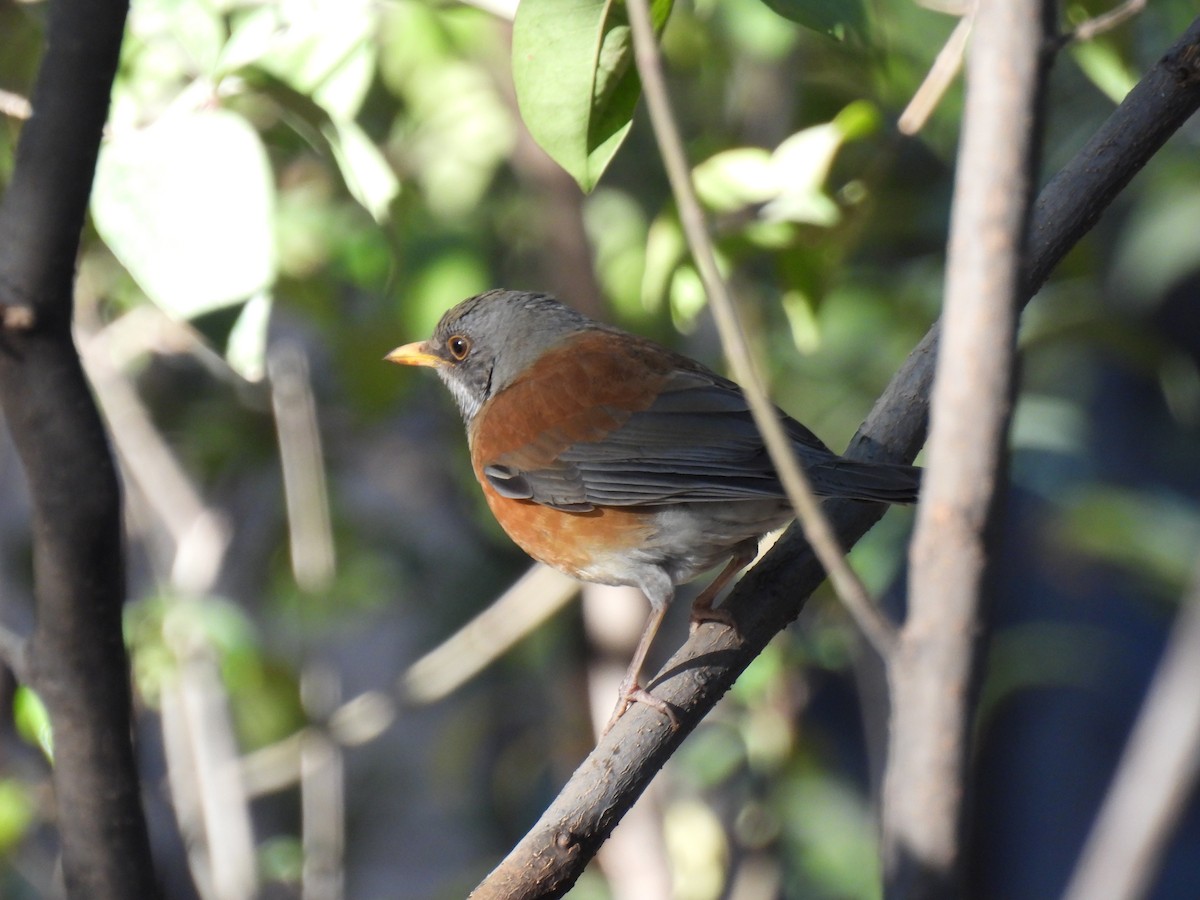 Meksika Ardıcı - ML645978050