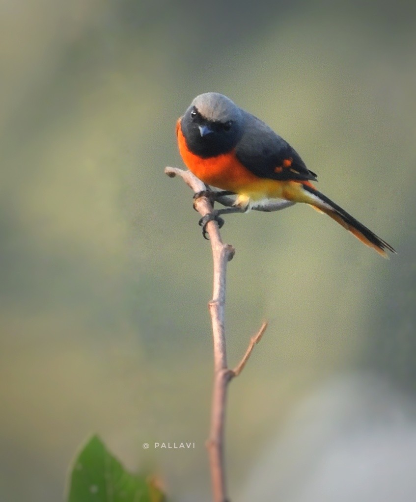 Zwergmennigvogel - ML645978052