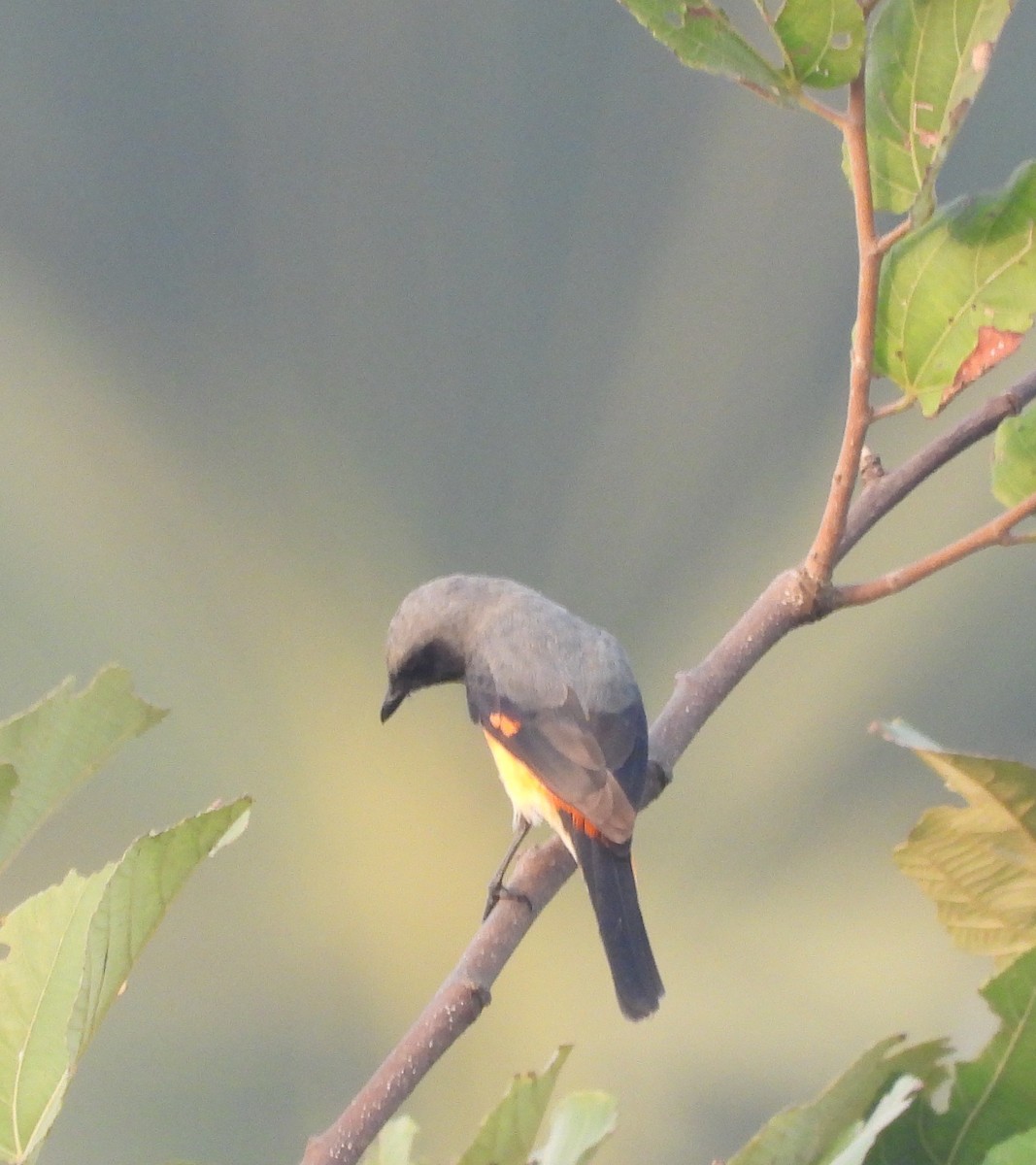 Zwergmennigvogel - ML645978053