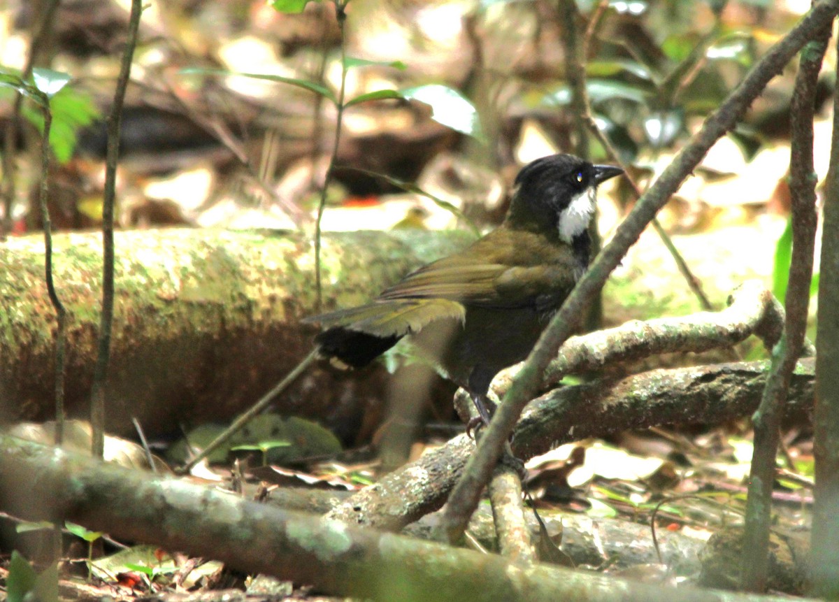 Eastern Whipbird - ML645978054
