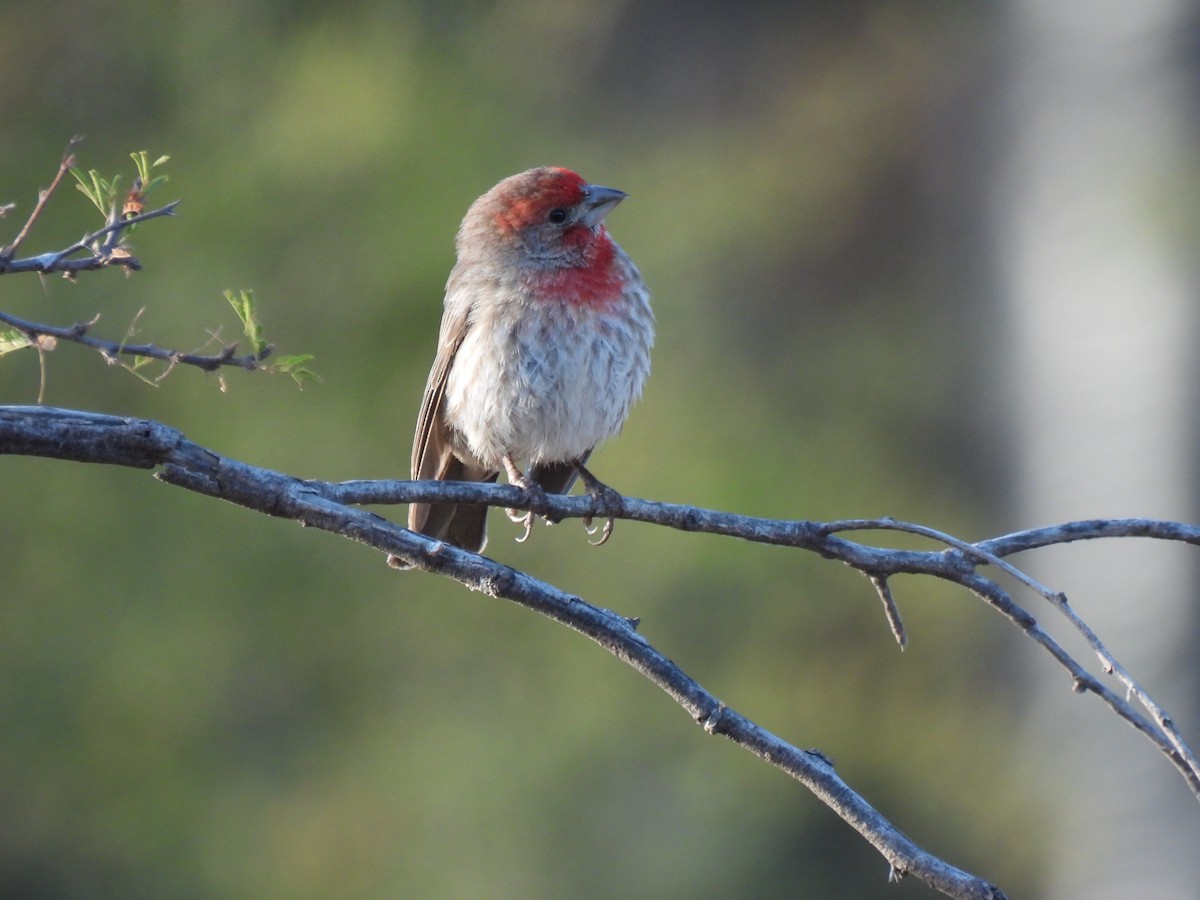 House Finch - ML645978055