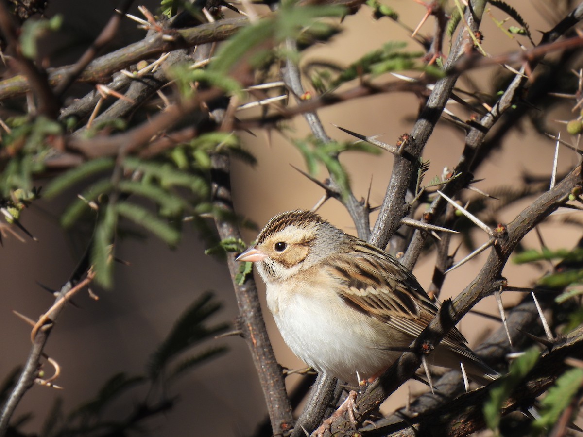 Clay-colored Sparrow - ML645978059