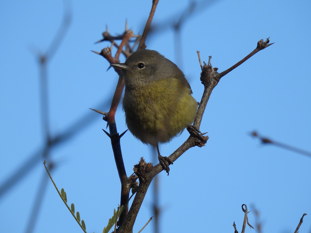 Orange-crowned Warbler - ML645978060