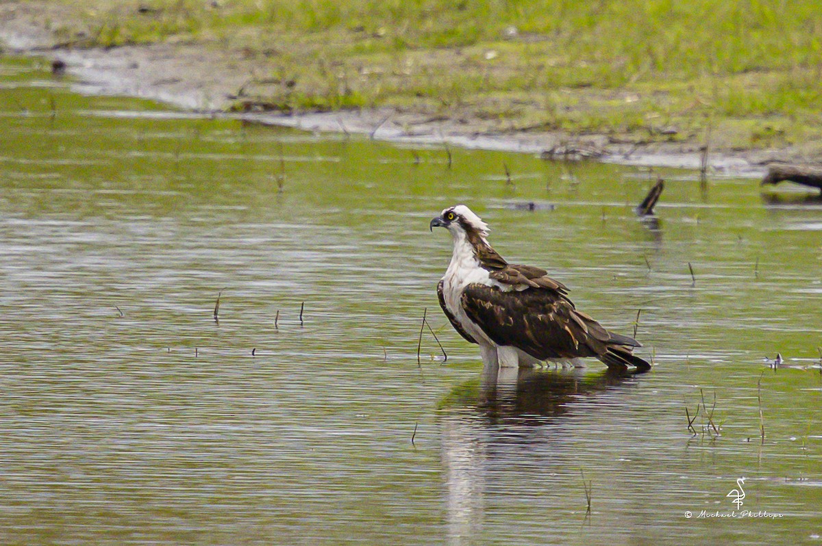Osprey - ML645978072