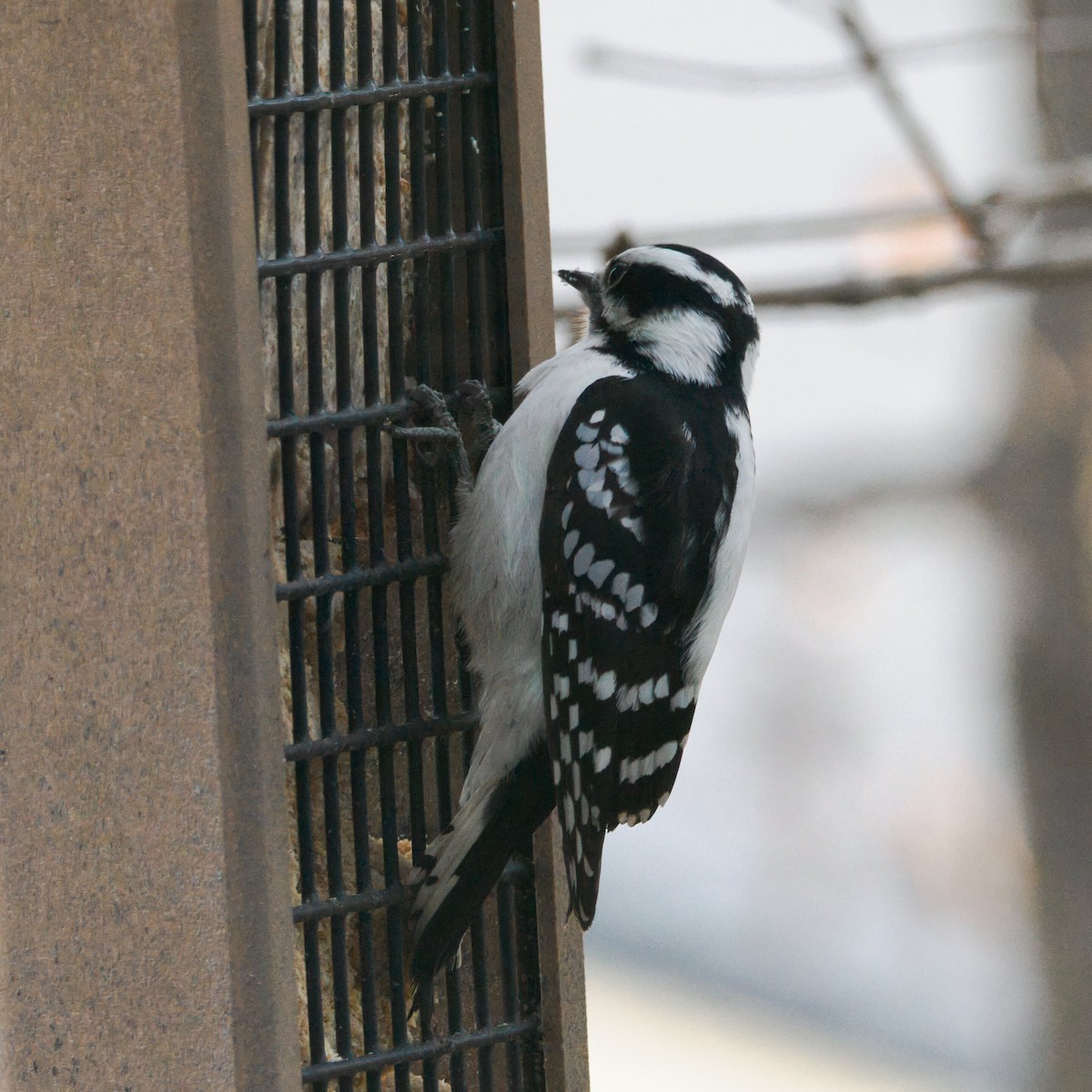 セジロコゲラ - ML645978073