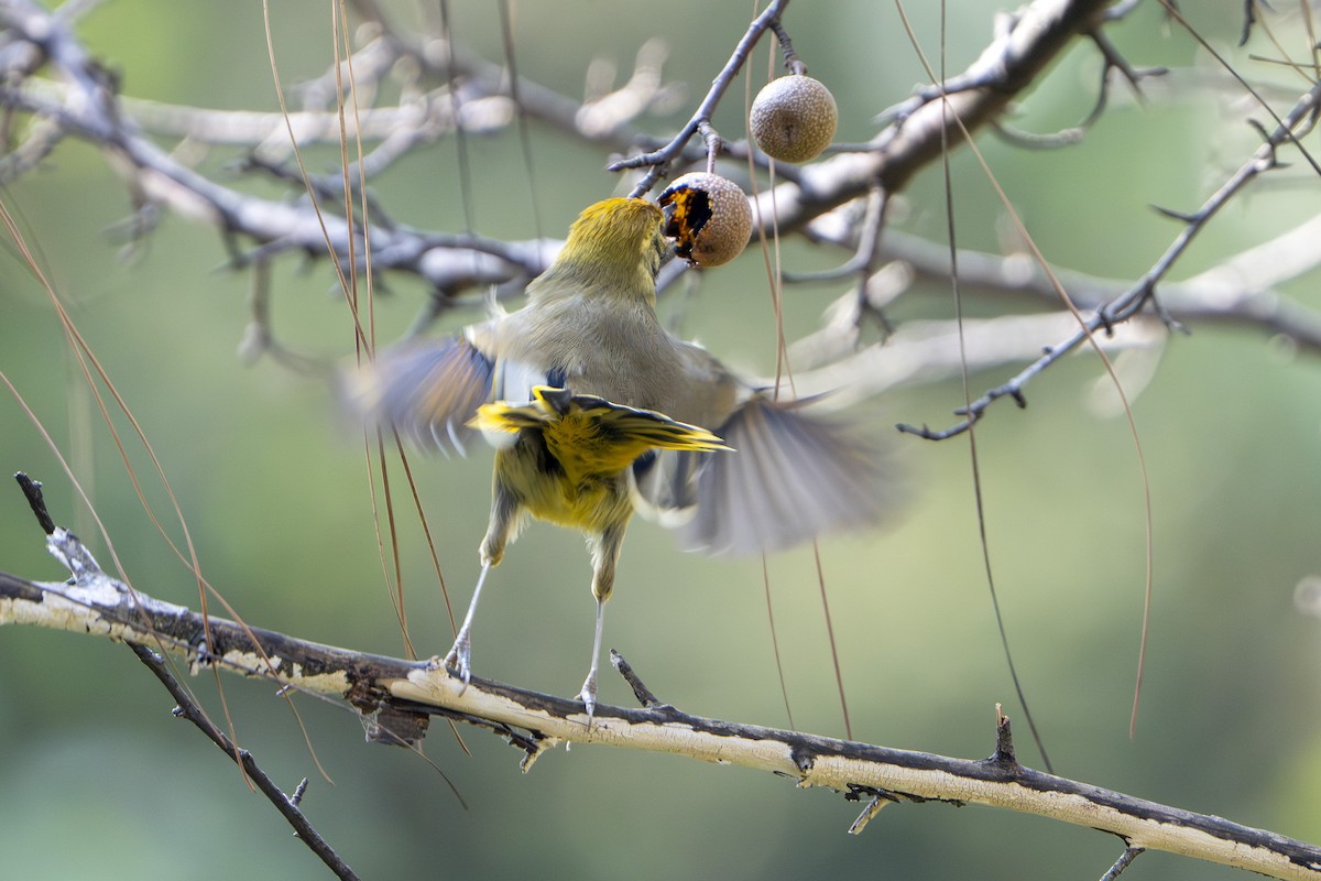 Chestnut-tailed Minla - ML645978075