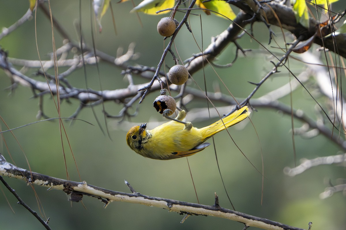 Chestnut-tailed Minla - ML645978076