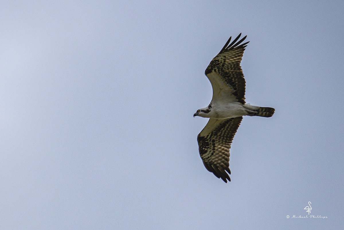 Osprey - ML645978077