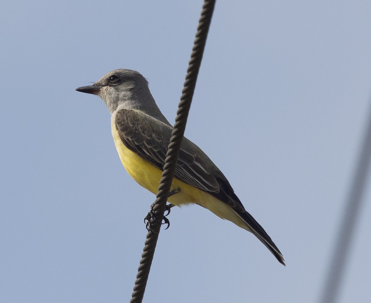 Western Kingbird - ML645978078