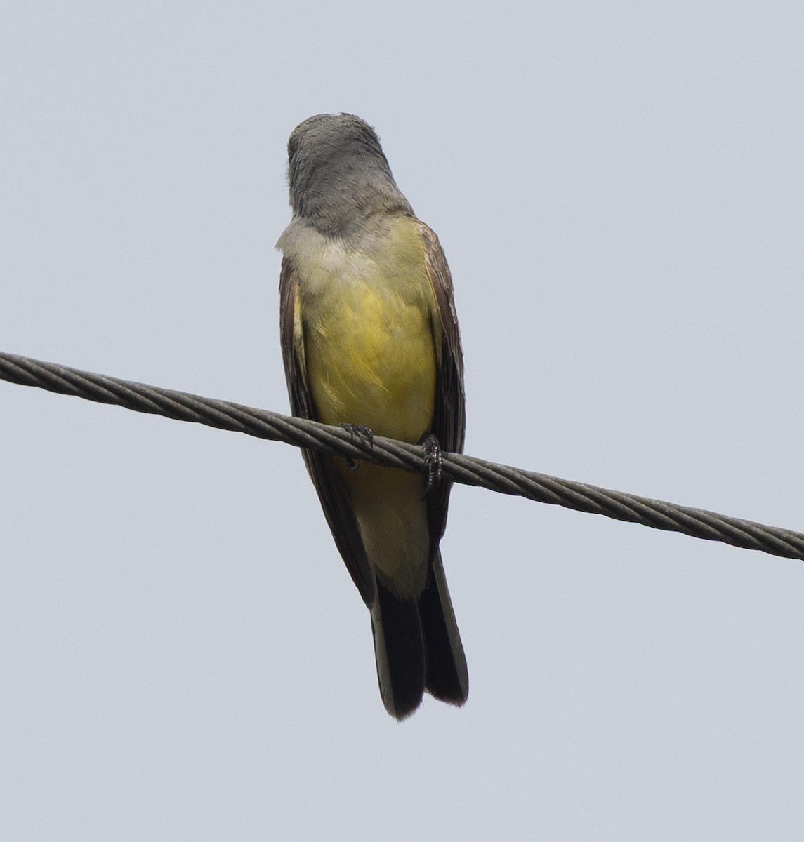 Western Kingbird - ML645978081