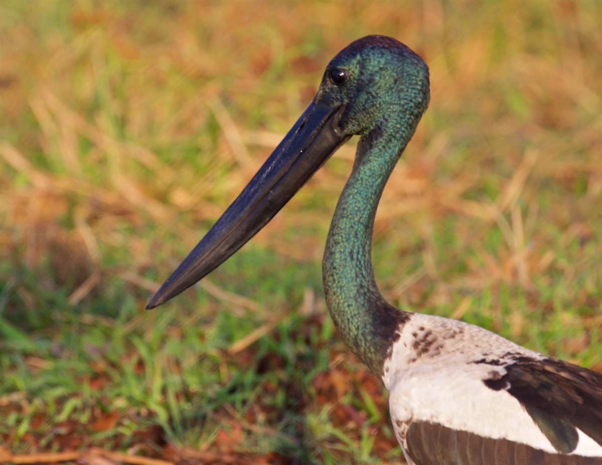 čáp černokrký - ML645978082