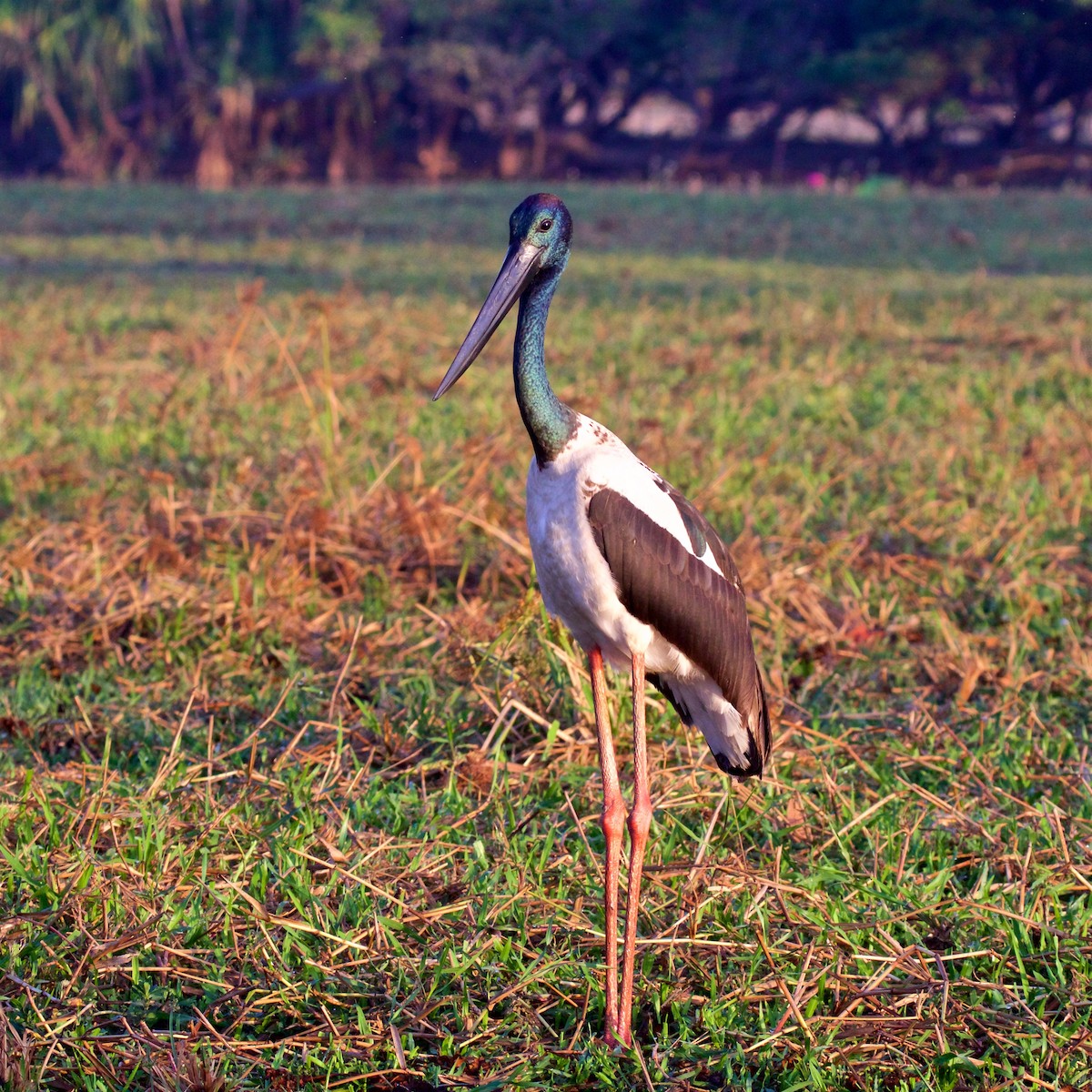 čáp černokrký - ML645978083