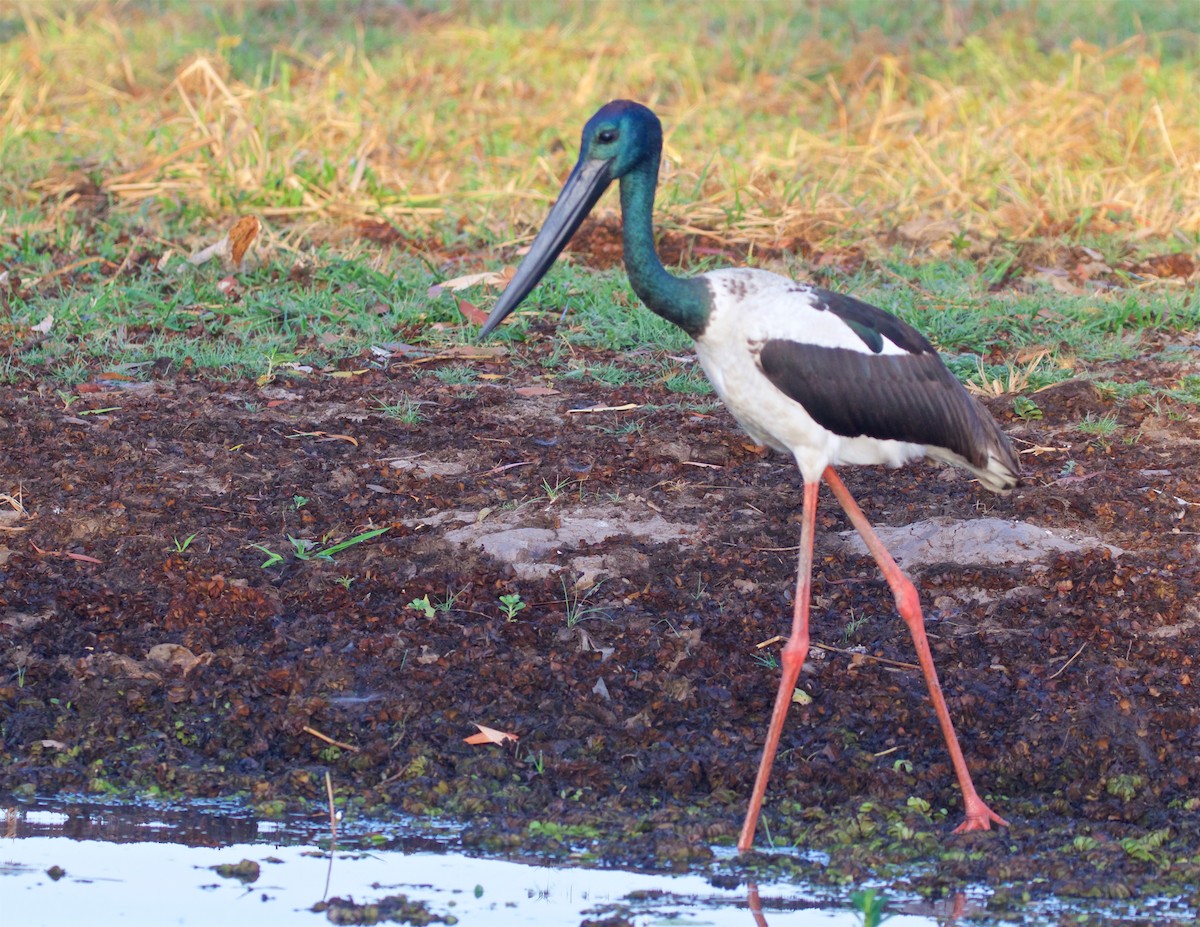 čáp černokrký - ML645978084