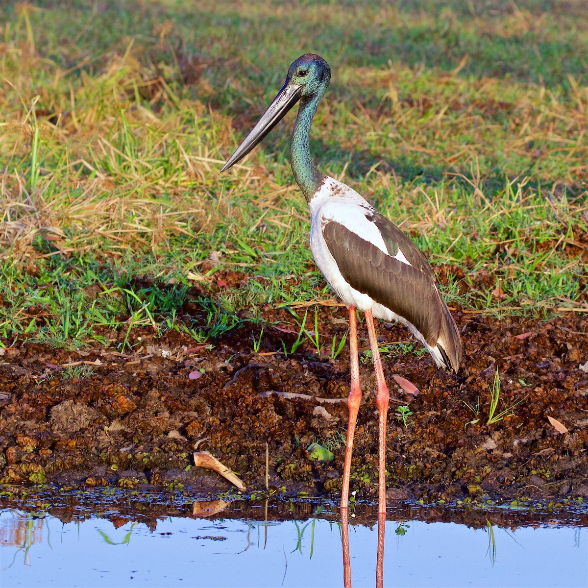 čáp černokrký - ML645978086