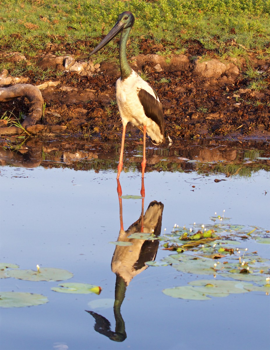 čáp černokrký - ML645978087