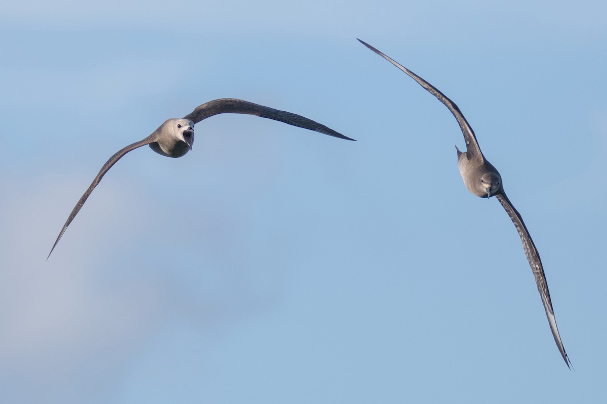 Kermadec Petrel - ML645978091