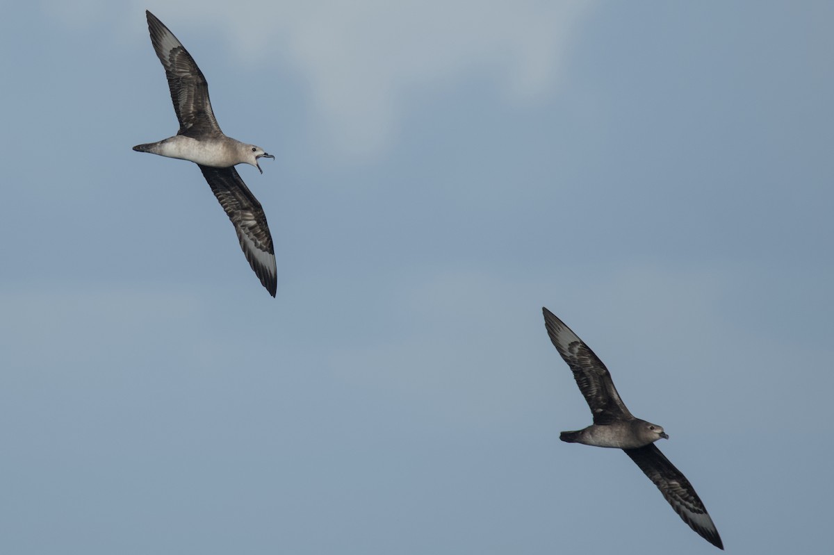 Kermadec Petrel - ML645978092