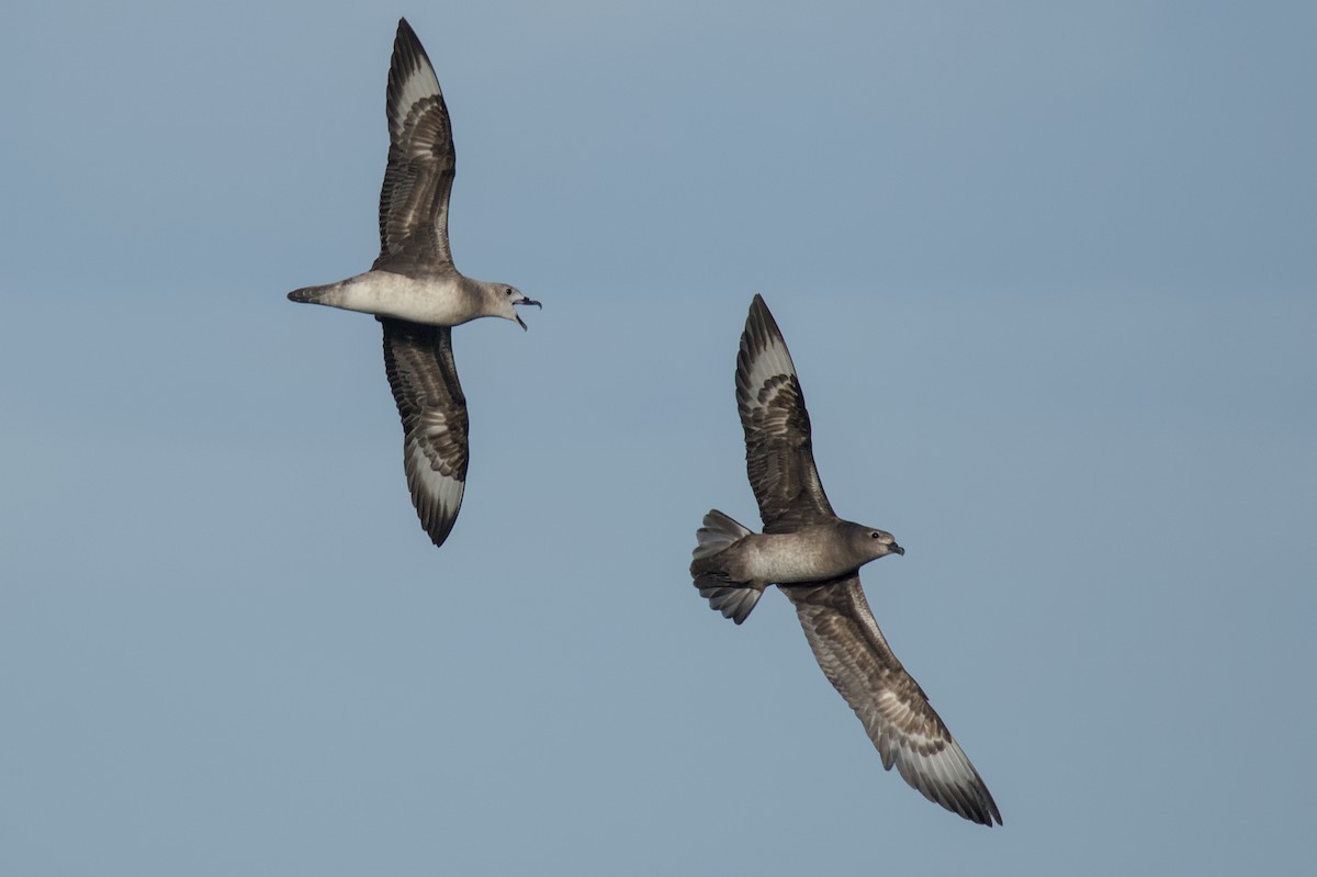 Kermadec Petrel - ML645978093