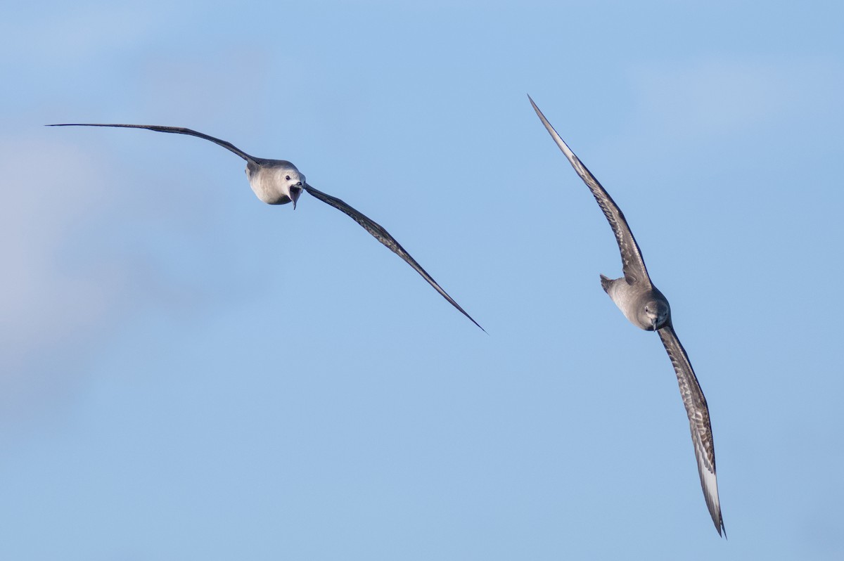 Kermadec Petrel - ML645978094