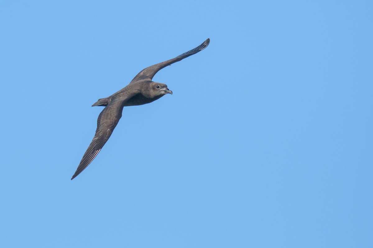 Kermadec Petrel - ML645978095