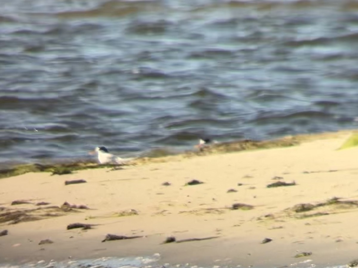 Australian Fairy Tern - ML645978099