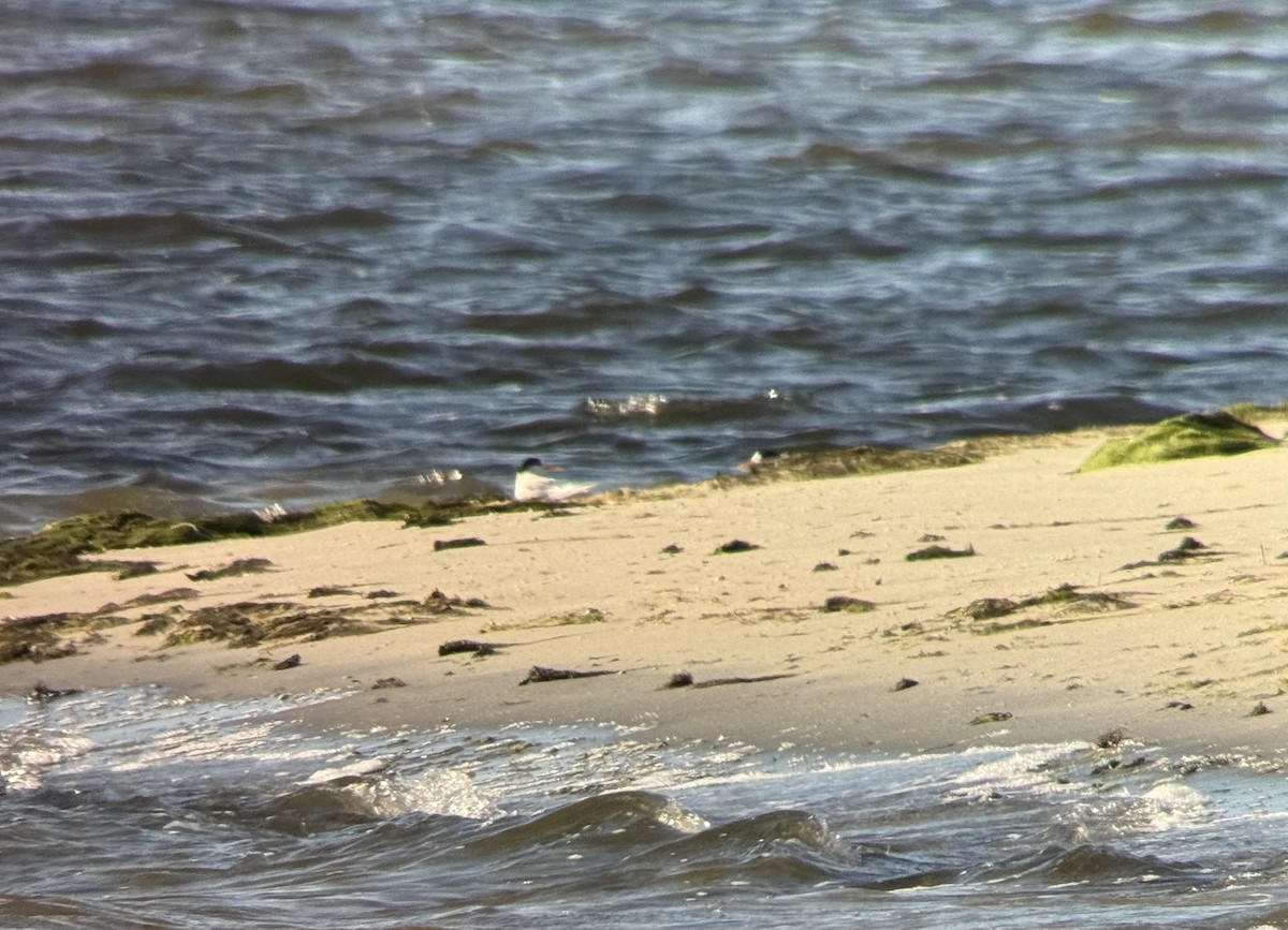 Australian Fairy Tern - ML645978101