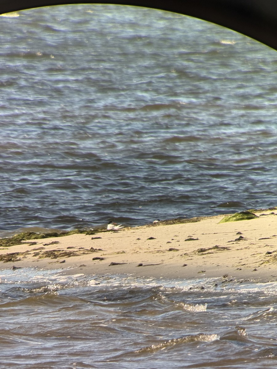 Australian Fairy Tern - ML645978104