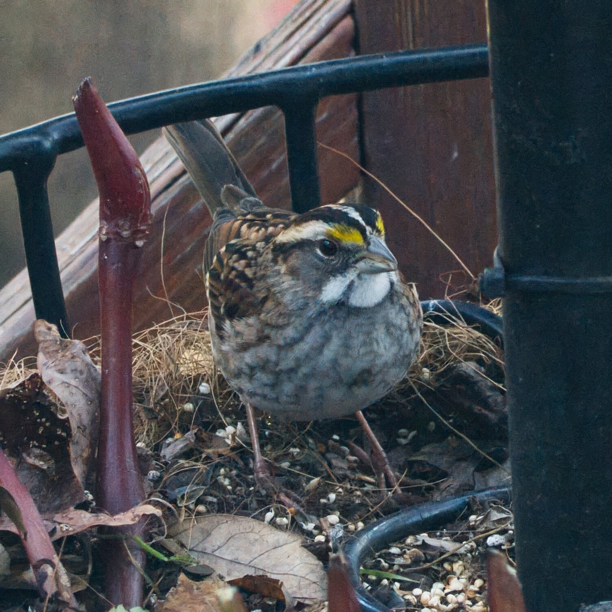 ノドジロシトド - ML645978107