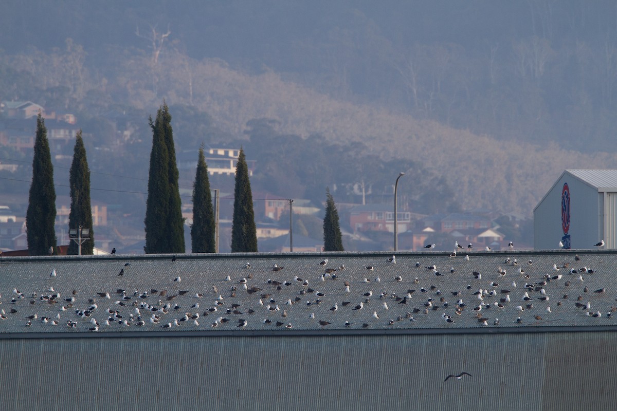 Kelp Gull - ML645978108