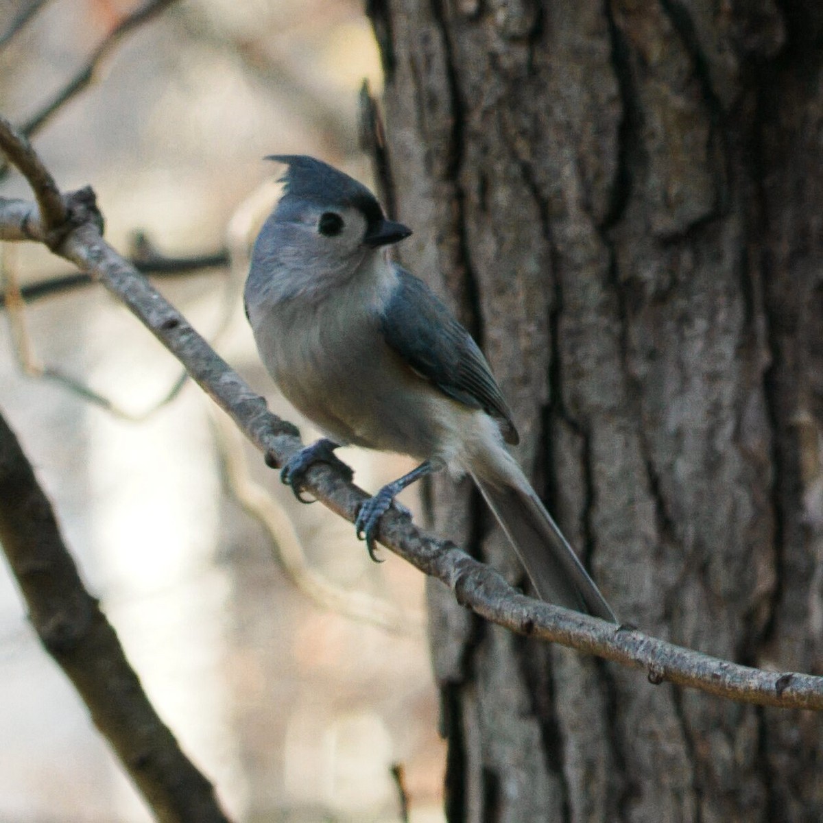 エボシガラ - ML645978114