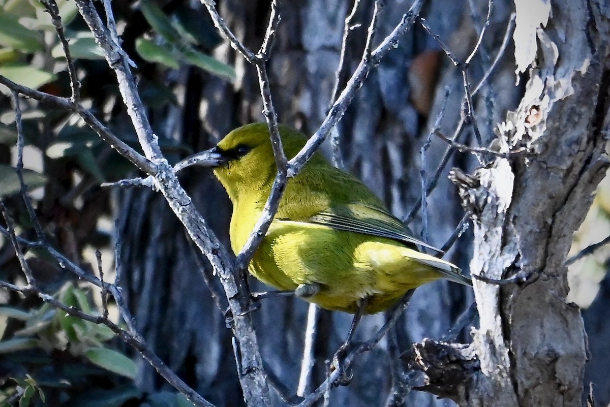 Hawaii Amakihi (Hawaii) - ML645978115