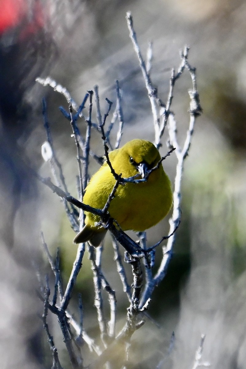 Hawaii Amakihi (Hawaii) - ML645978116